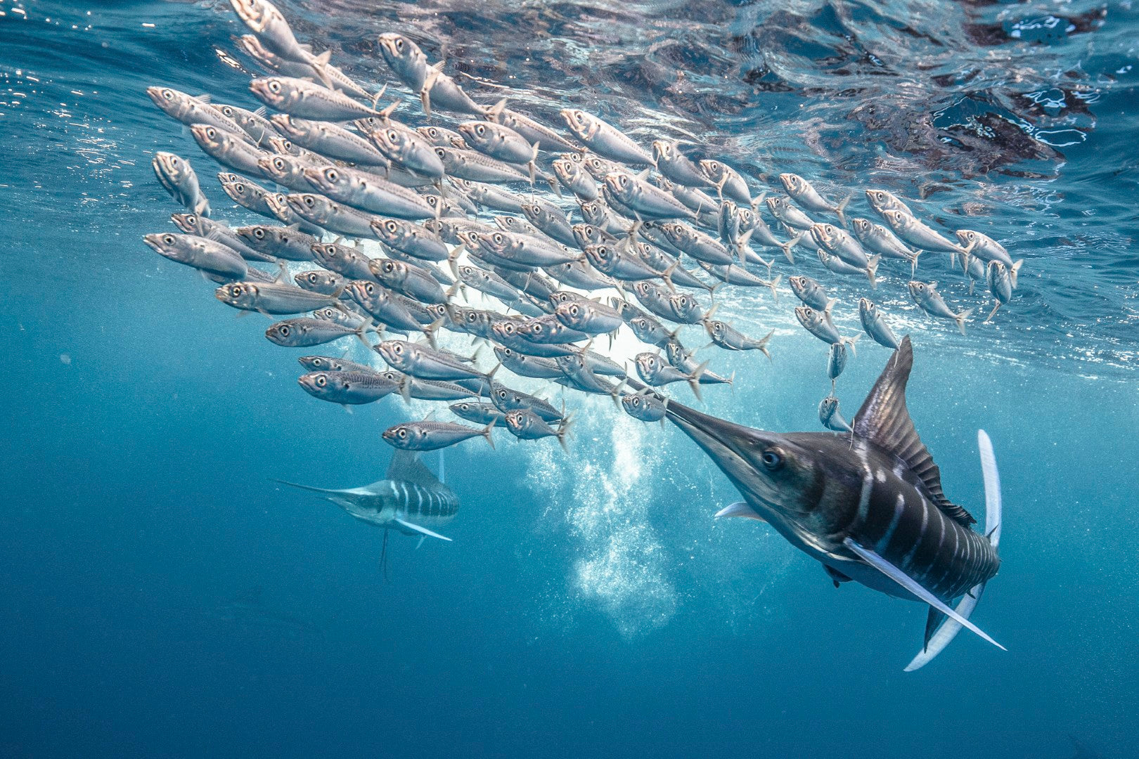 Mexico: Swim with Striped Marlin & Sea Lions