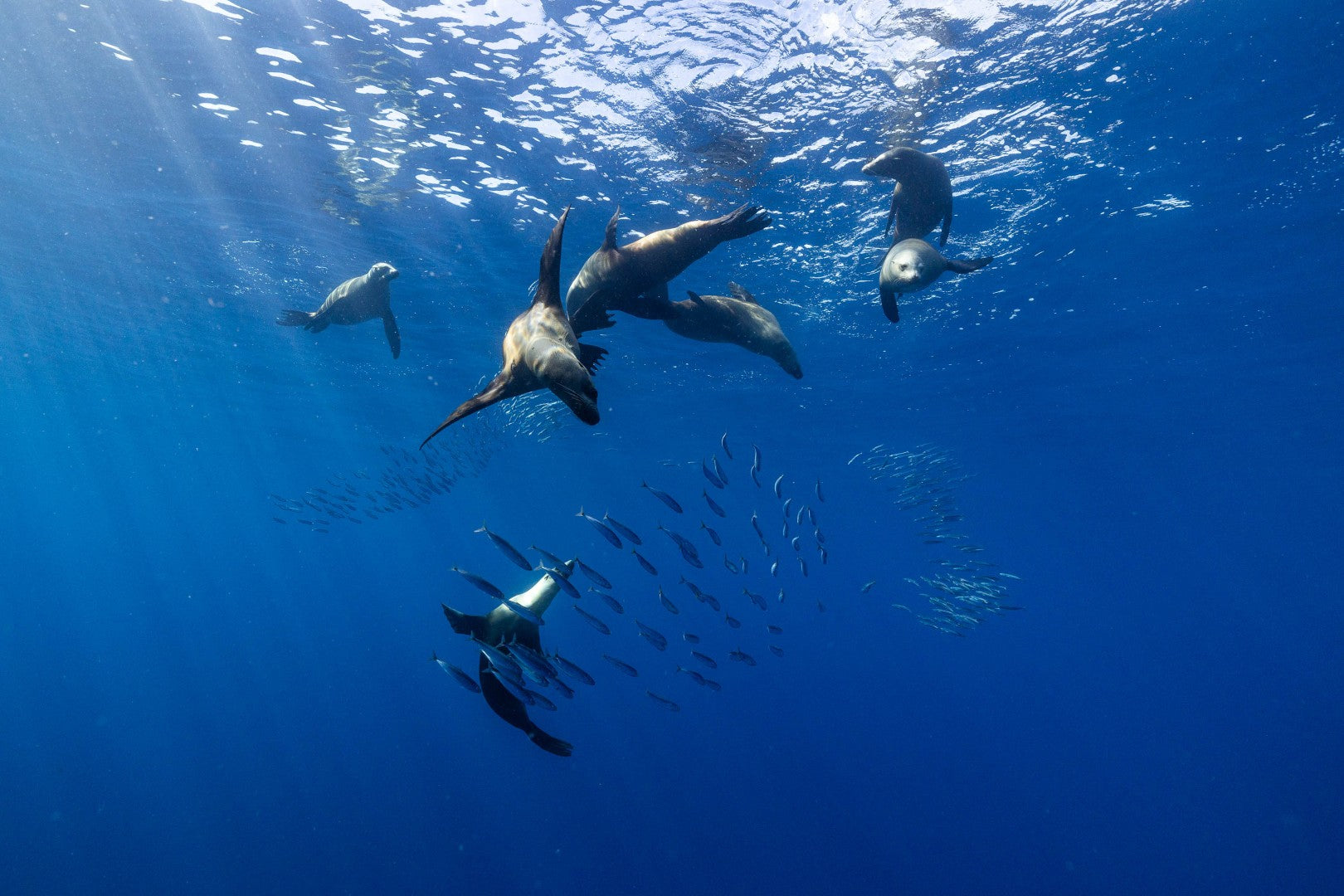 Mexico: Swim with Striped Marlin & Sea Lions