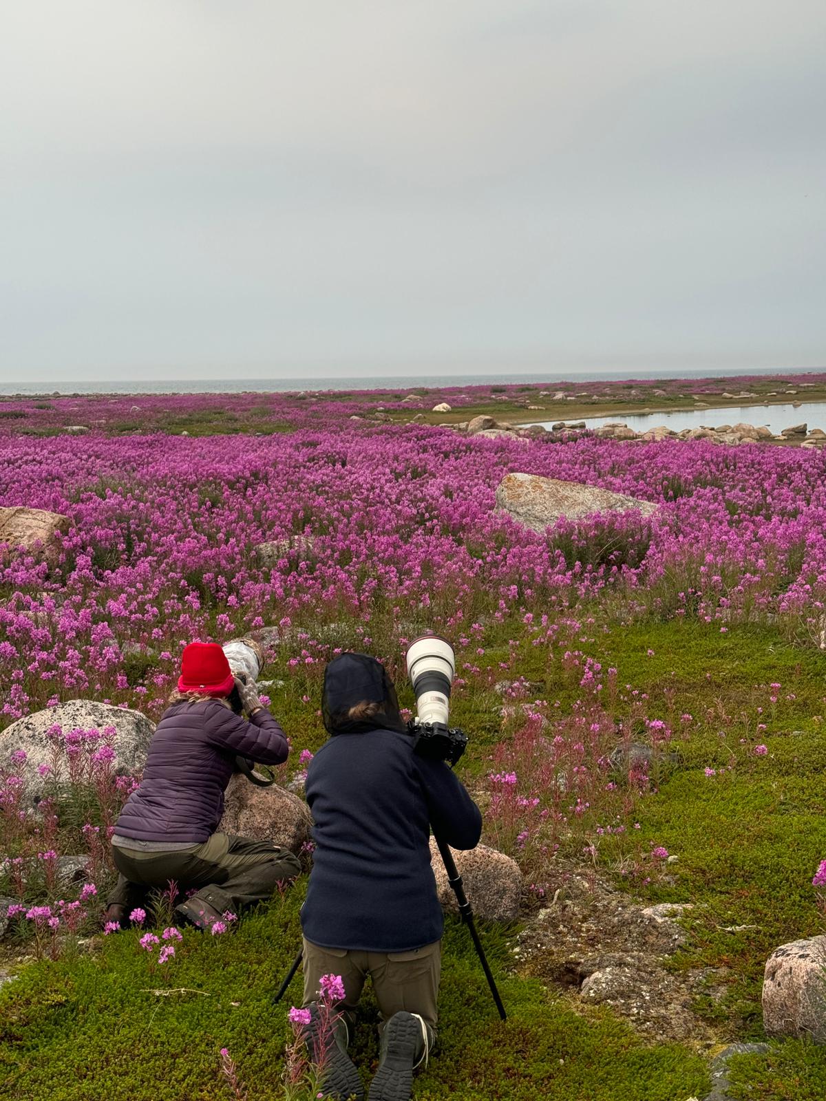 The Arctic: Polar Bears in Fireweed