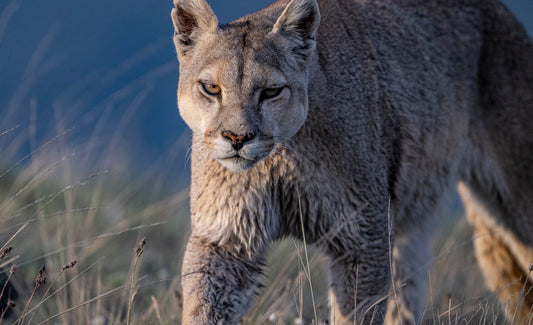 Patagonia: Incredible Landscapes and Pumas