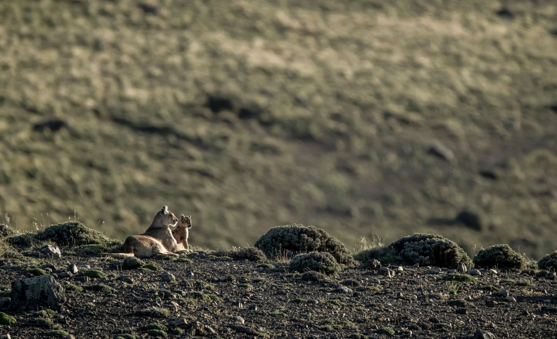 Patagonia: Incredible Landscapes and Pumas