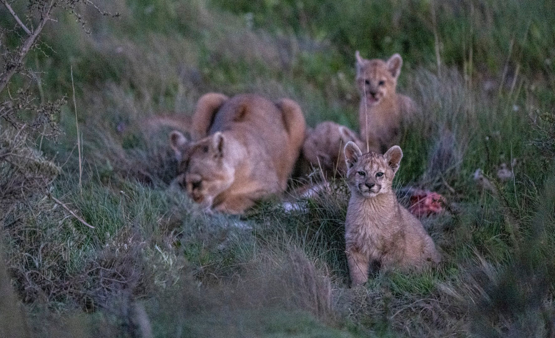 Patagonia: Incredible Landscapes and Pumas