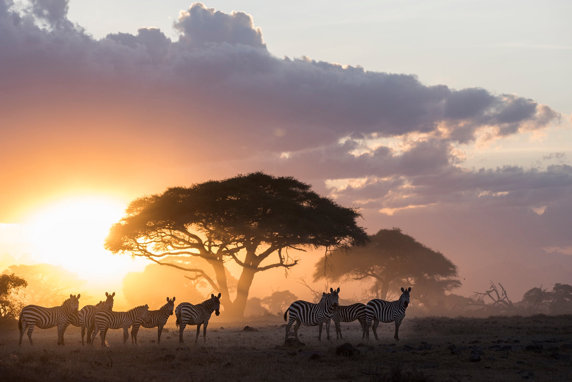 Kenya: Elephants of Amboseli