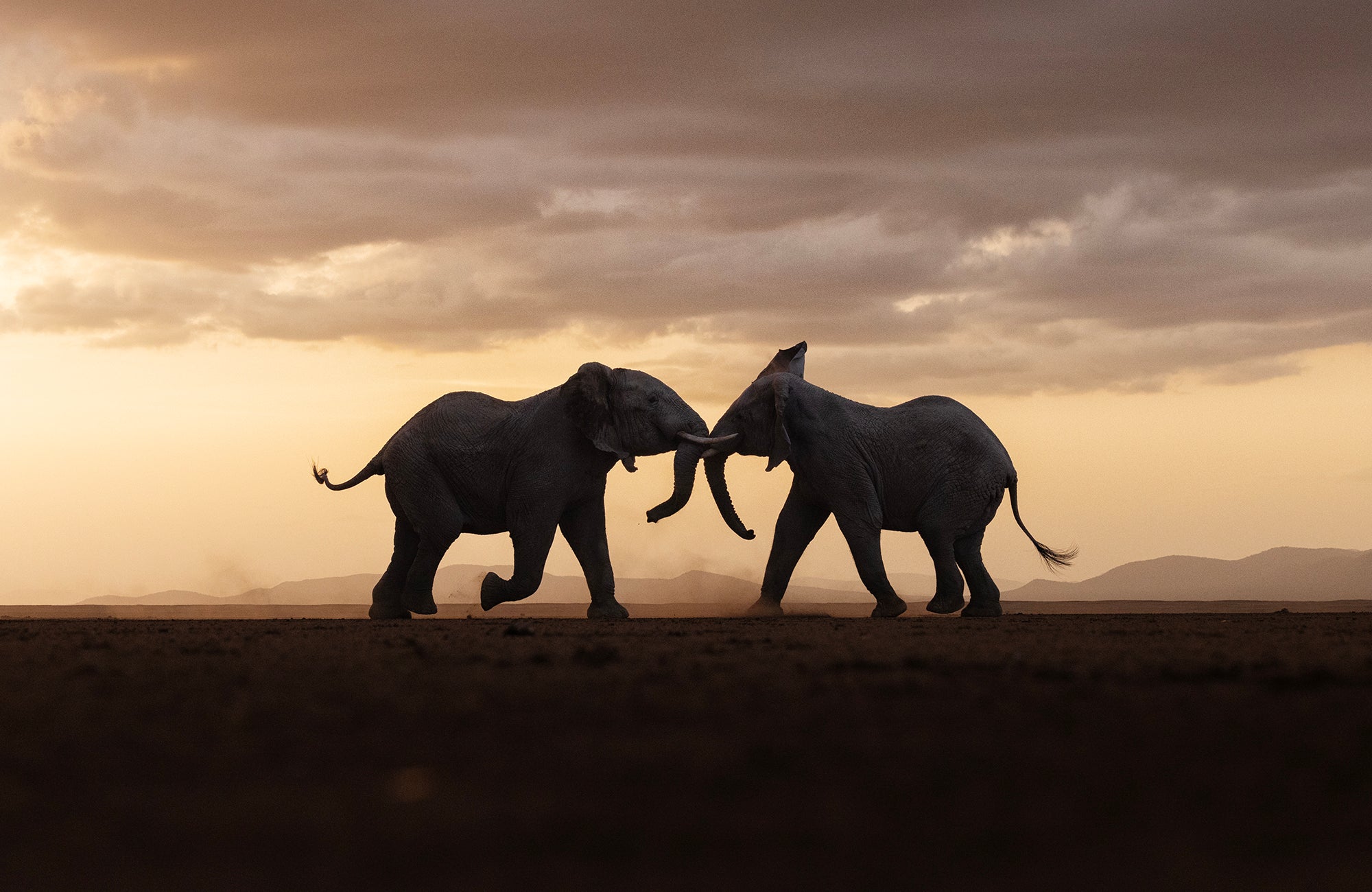 Kenya: Elephants of Amboseli