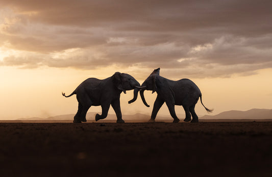 Kenya: Elephants of Amboseli