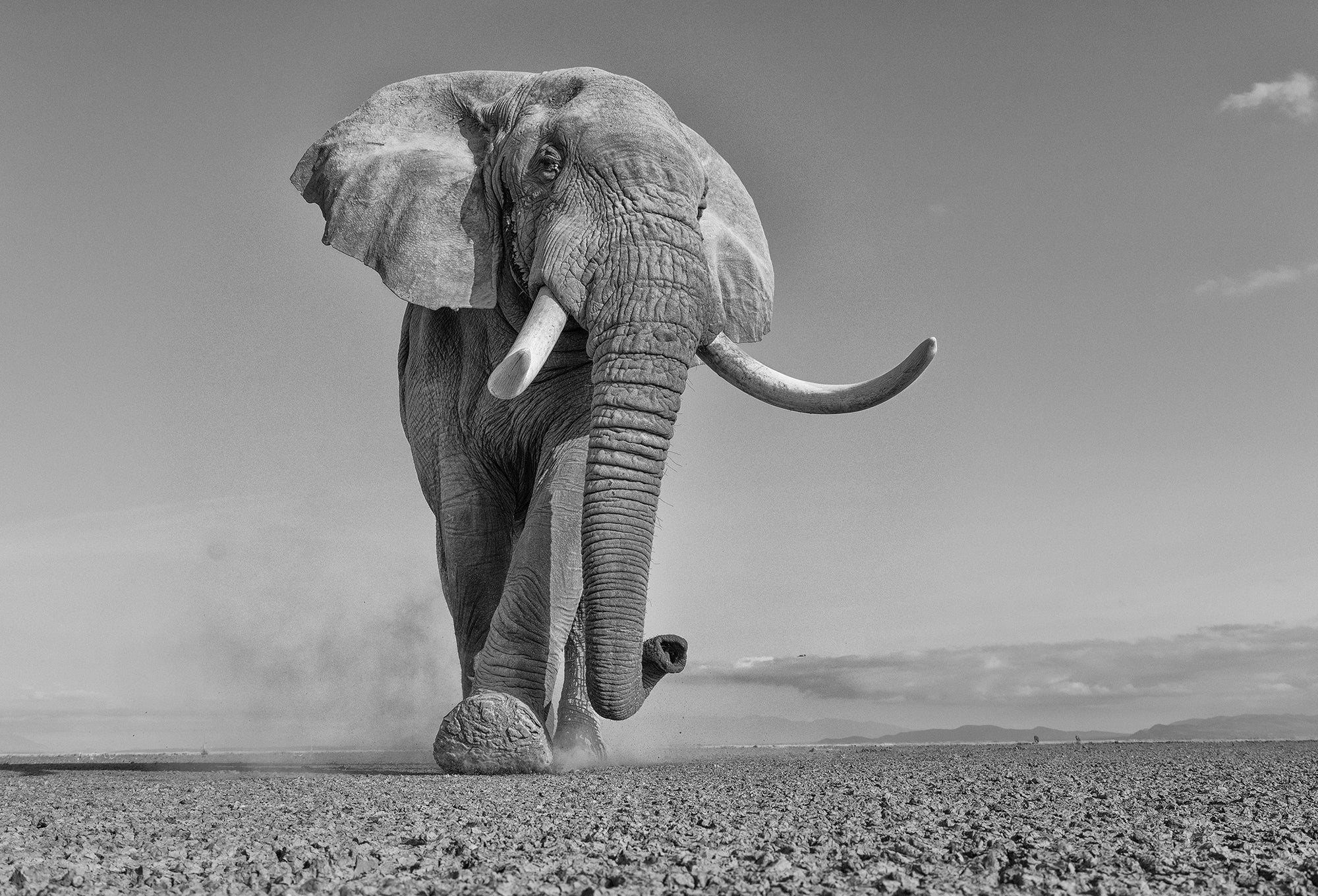 Kenya: Elephants of Amboseli
