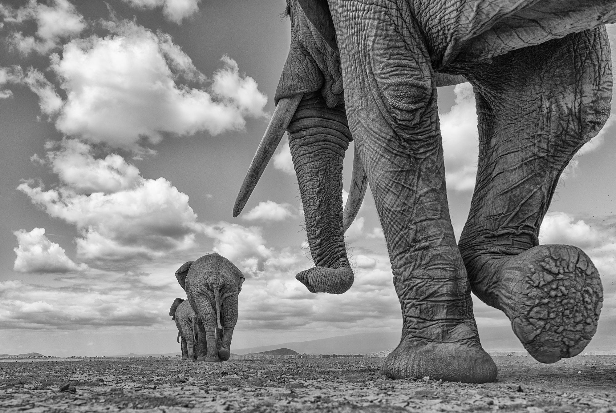 Kenya: Elephants of Amboseli