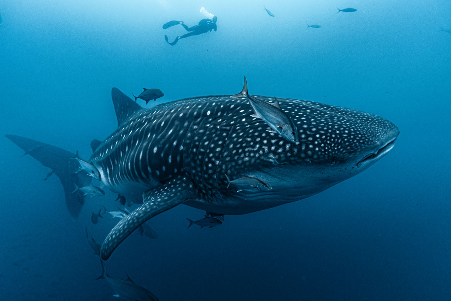 Galapagos: A Land Lost In Time