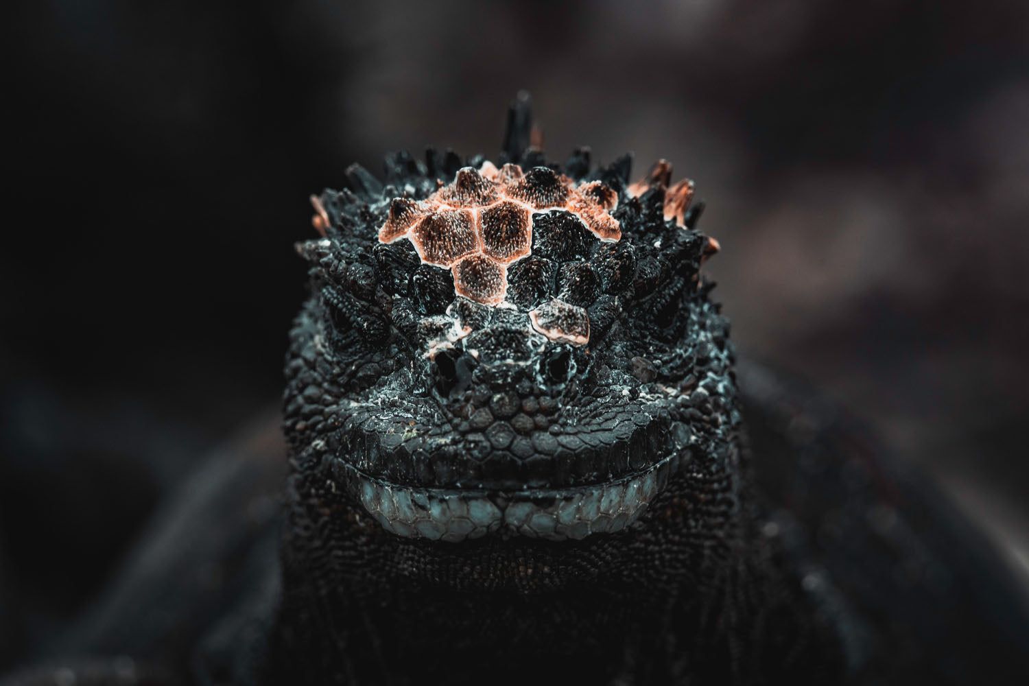 Galapagos: A Land Lost In Time