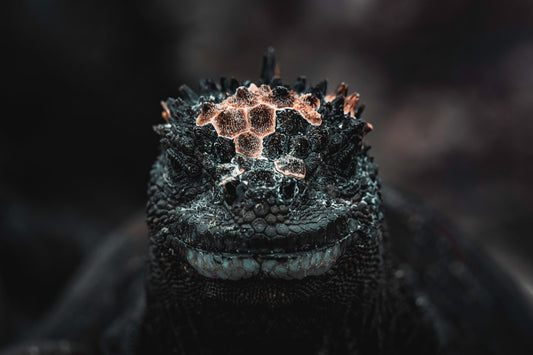 Galapagos: A Land Lost In Time