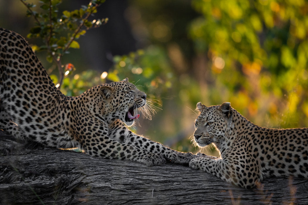 Botswana: The Last Great Safari Wilderness