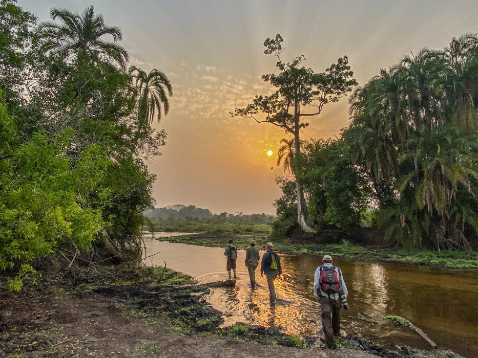 The Congo: Gorillas of the Rainforest