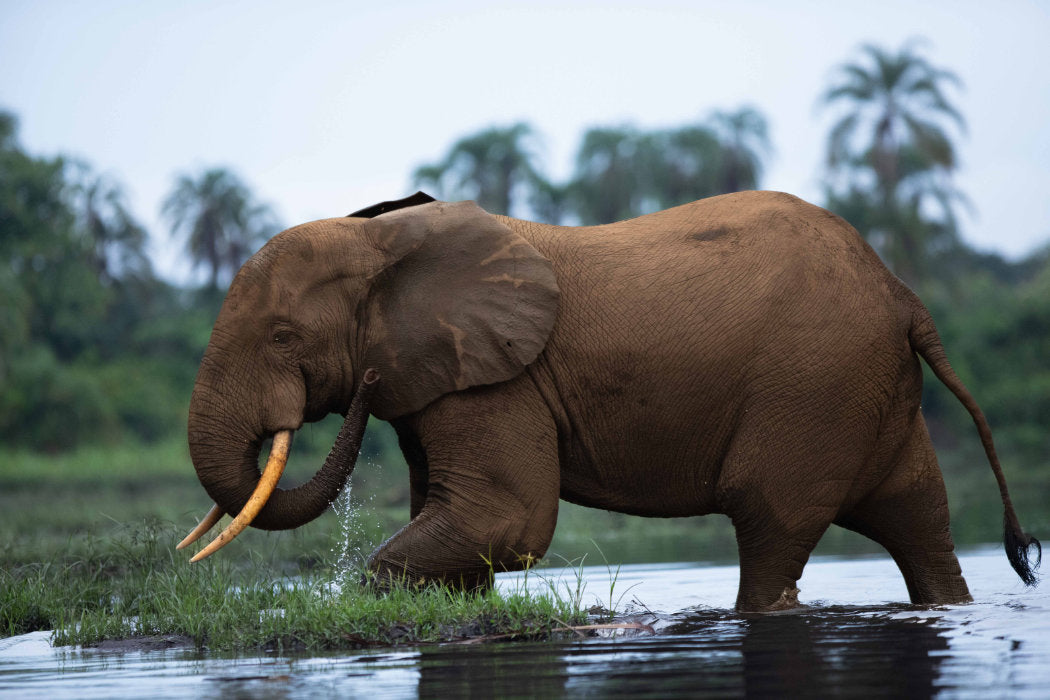 The Congo: Gorillas of the Rainforest