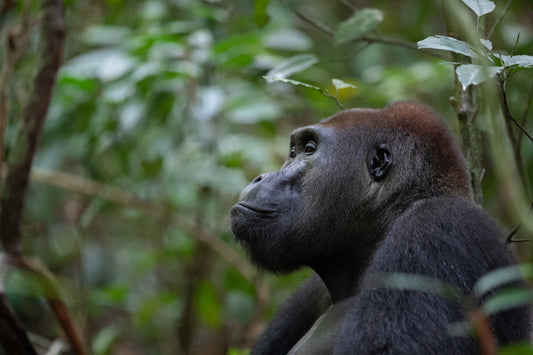The Congo: Gorillas of the Rainforest