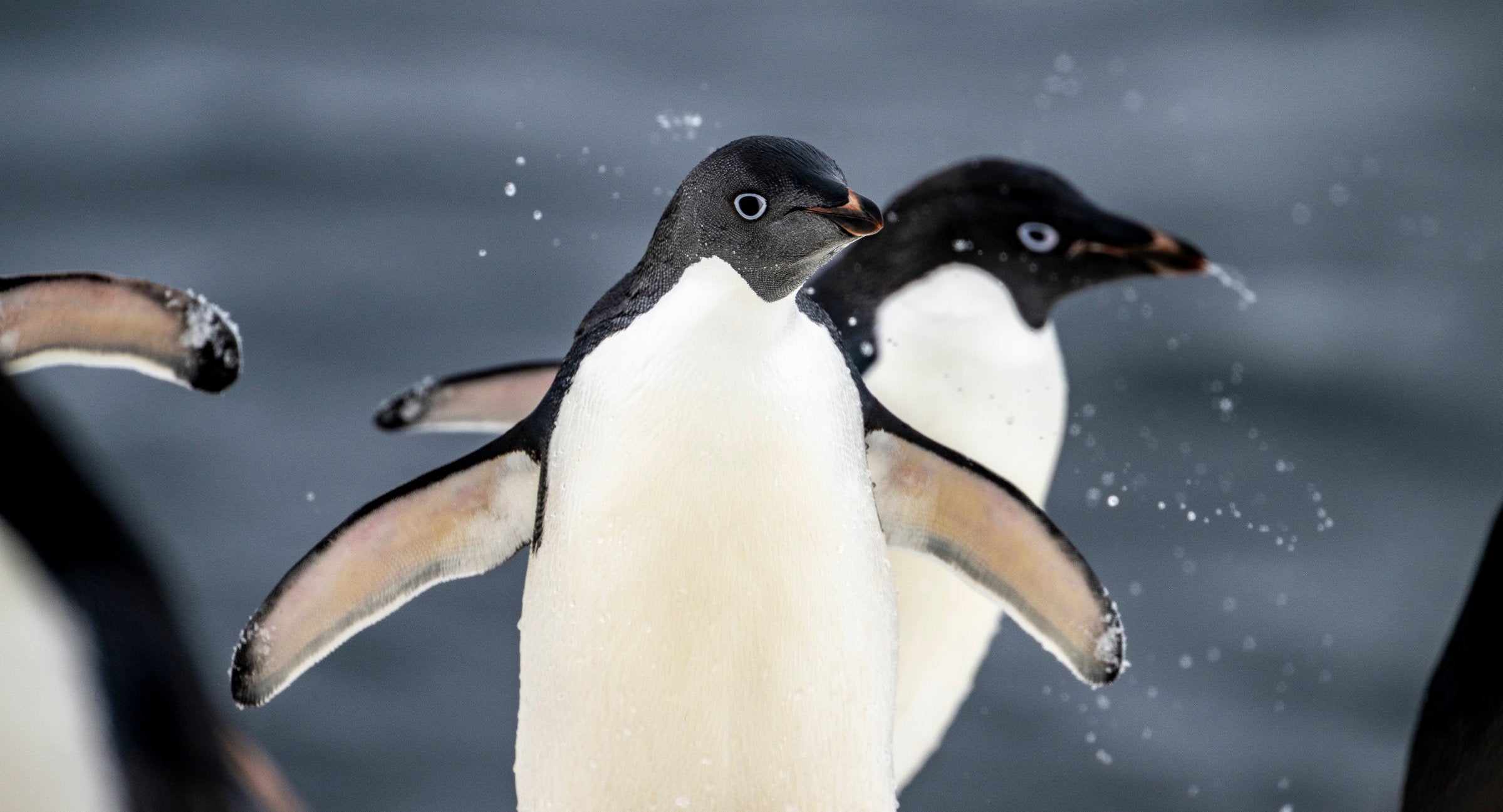 Antarctica: Life at the End of the Earth