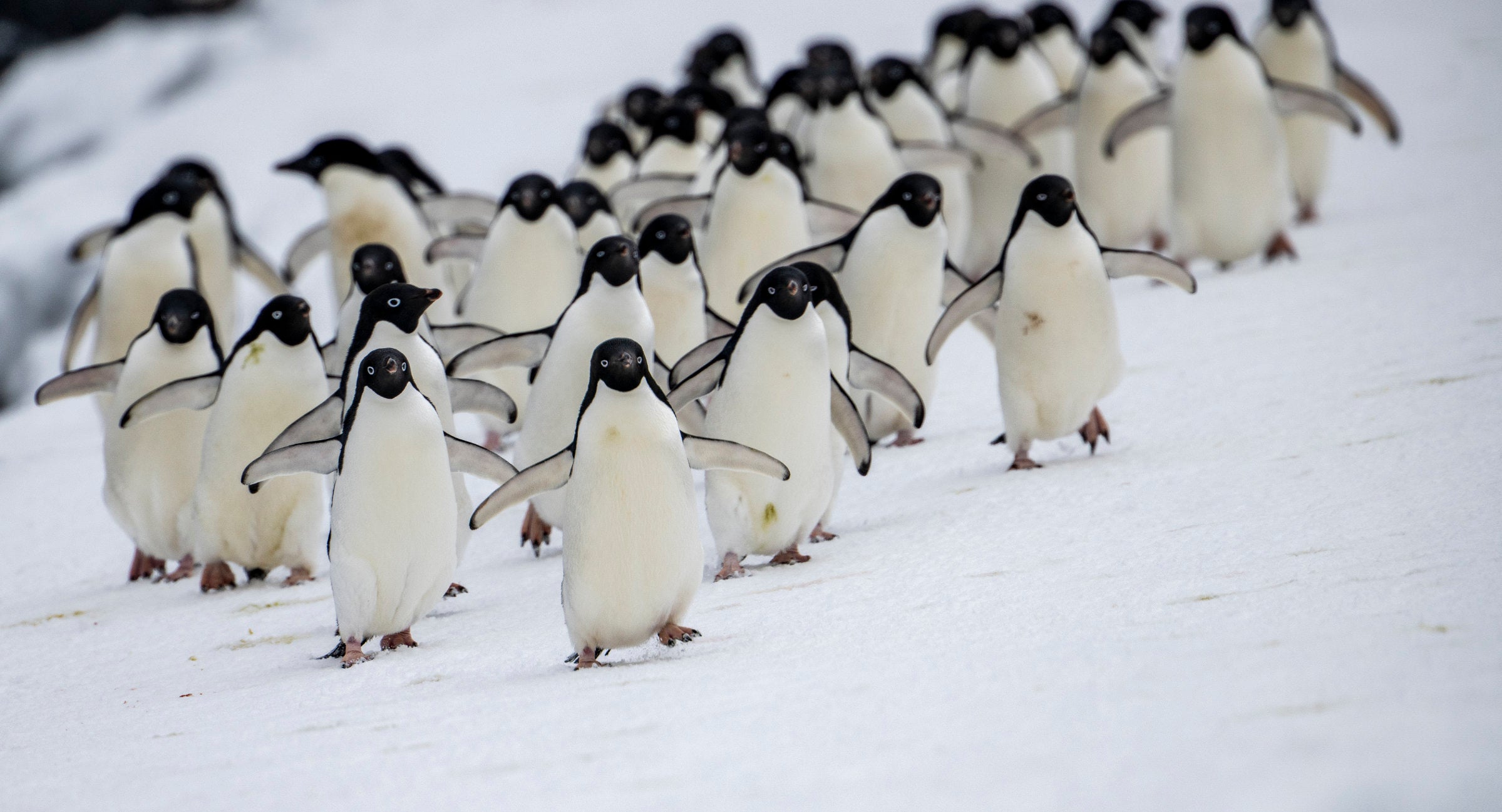 Antarctica: Wildlife of the White Continent