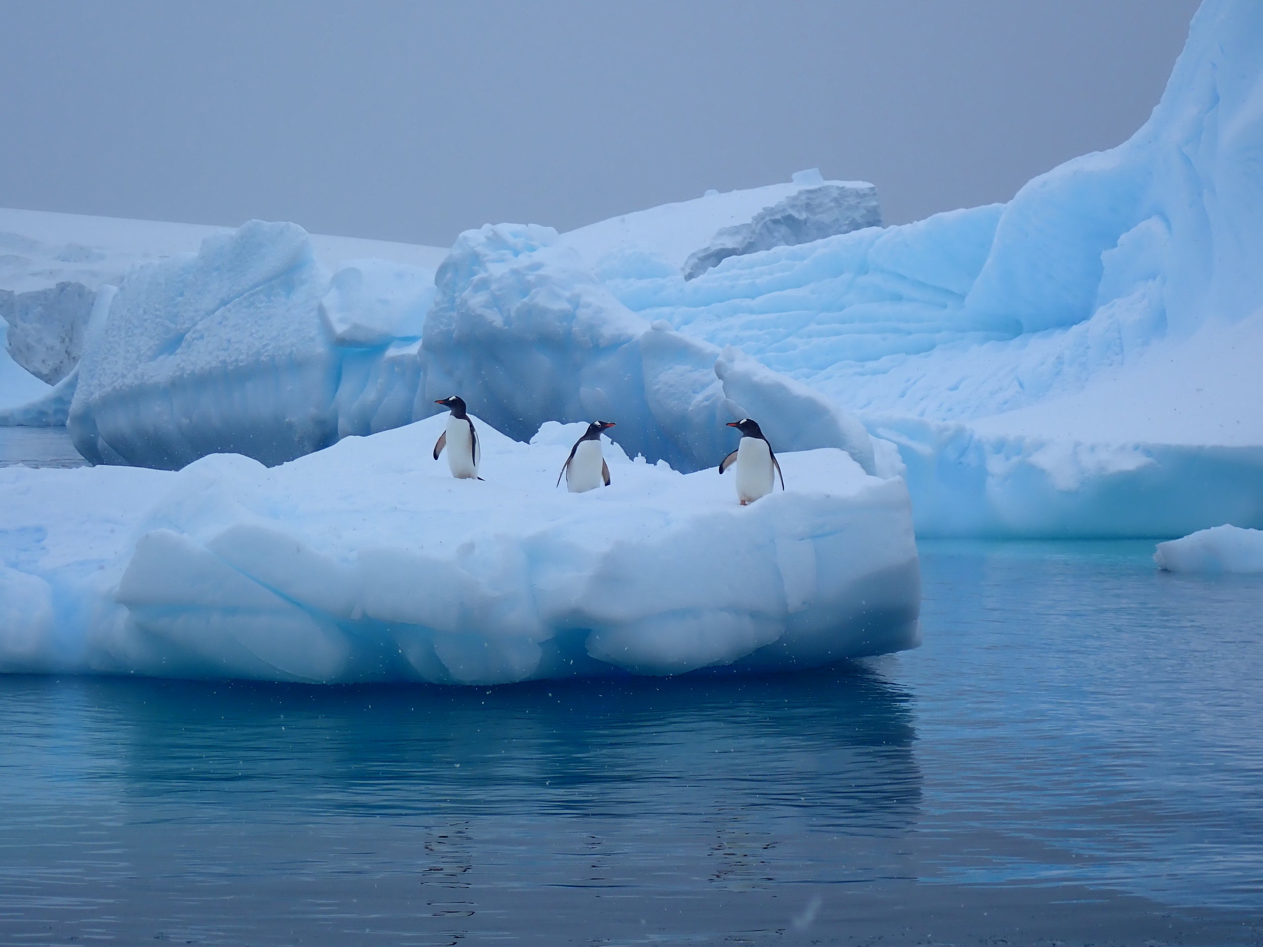 Antarctica