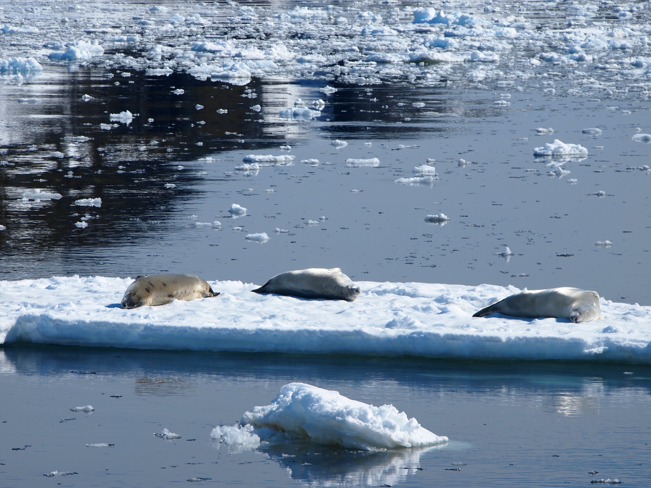 Antarctica
